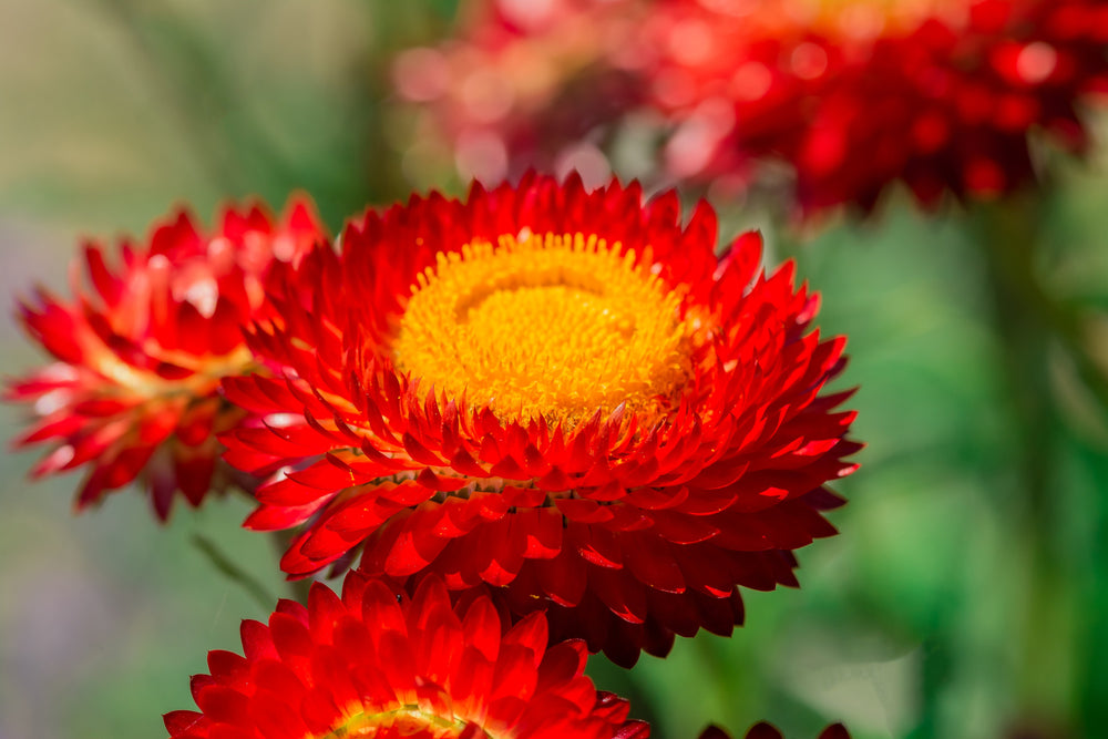 Red Fireball Strawflower Seeds