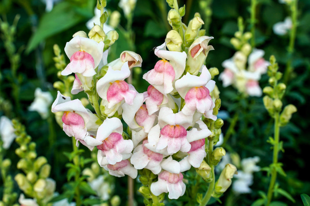 Appleblossom Snapdragon Seeds