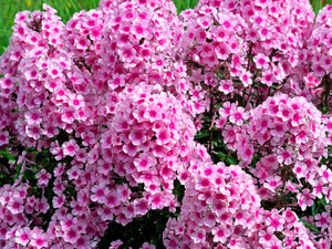 New Hybrids Mix Tall Garden Phlox Seeds