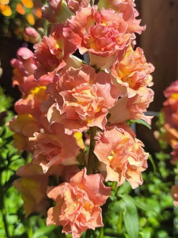 Madame Butterfly Snapdragon Seeds