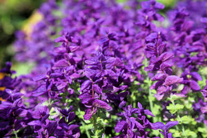 Blue Monday Clary Sage Seeds