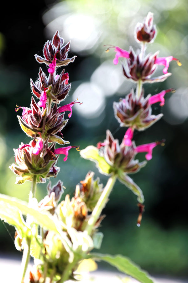 Hummingbird Sage Seeds - Certified Organic