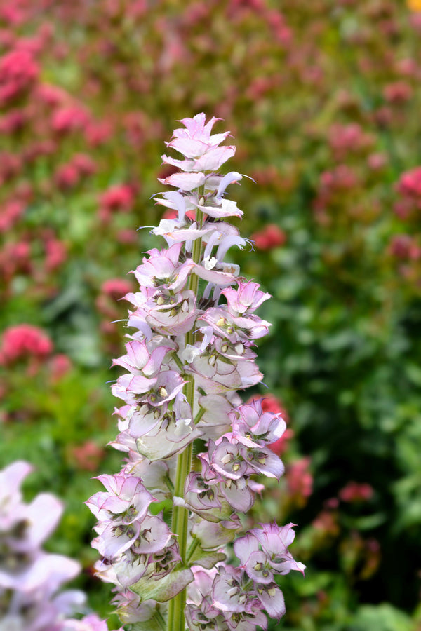 White Swan Clary Sage Seeds