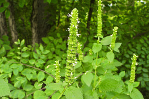 Yellow Giant Hyssop Seeds
