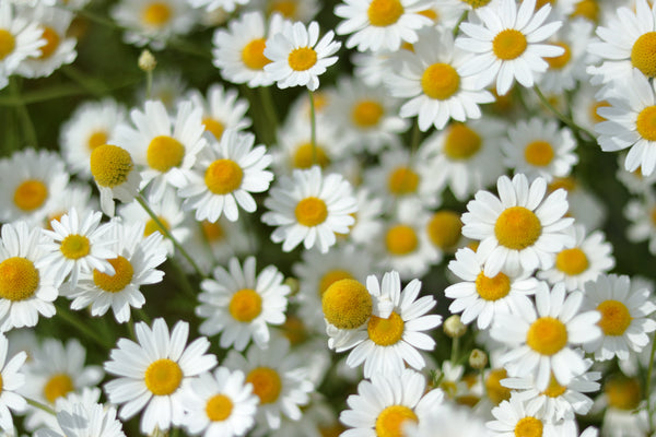 German Chamomile Seeds