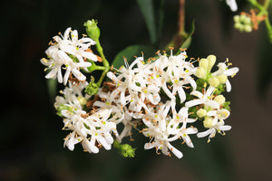 Heptacodium Seeds