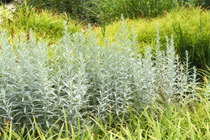 Prairie Sage Seeds