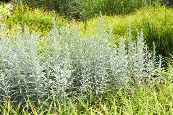 Prairie Sage Seeds