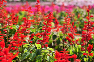 Scarlet Sage Seeds