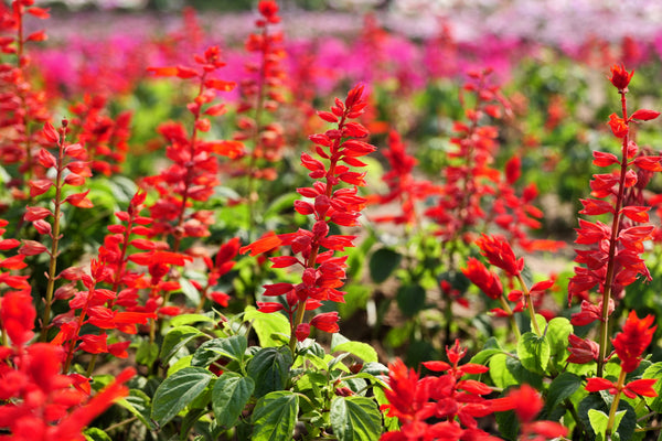 Scarlet Sage Seeds