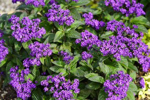 Marine Heliotrope Seeds