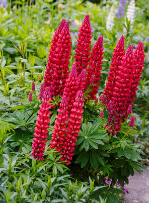 Red Lupine 'My Castle' Seeds