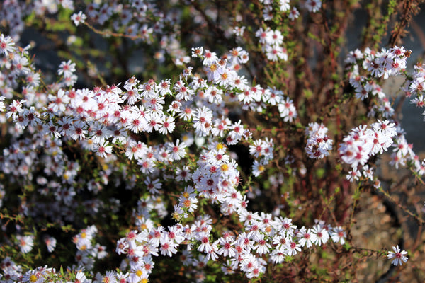 White Heath Aster Seeds