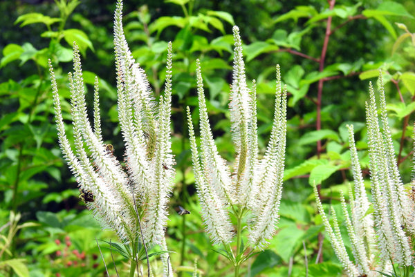 Culver's Root Seeds
