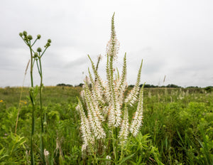 Culver's Root Seeds