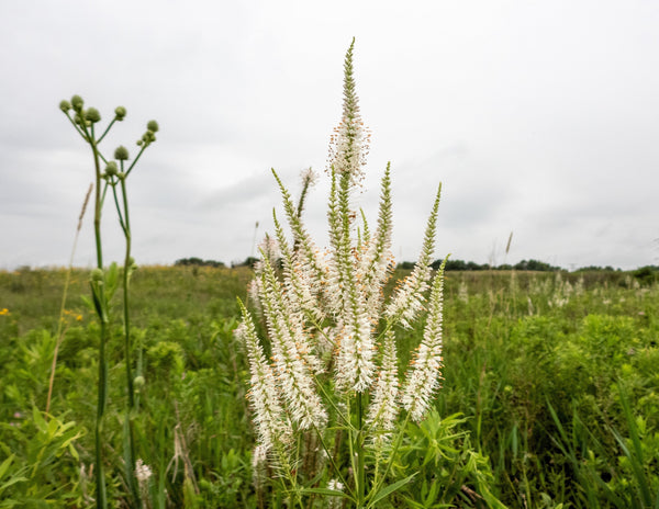 Culver's Root Seeds