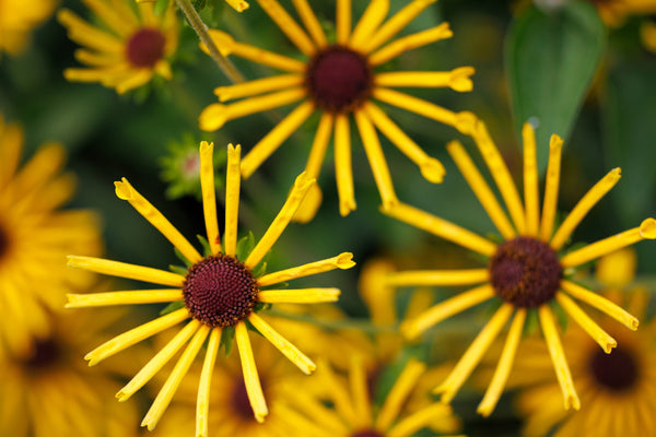 Sweet Coneflower Seeds