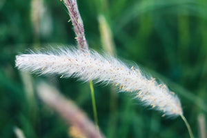 Big Bluestem Grass Seeds