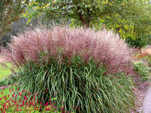 Red Maiden Grass Seeds