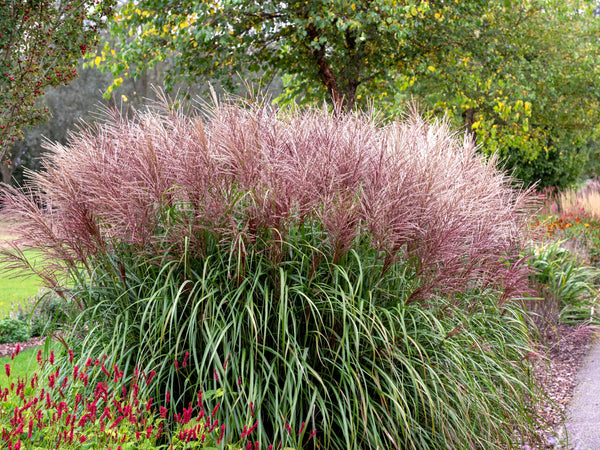 Red Maiden Grass Seeds