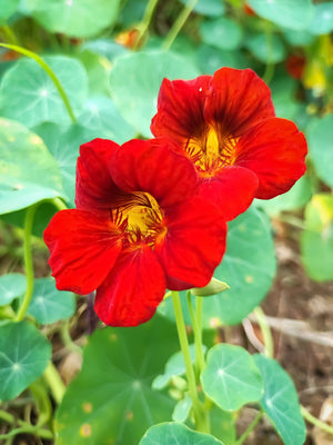 Red Empress Nasturtium Seeds