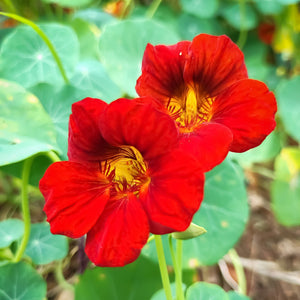 Dwarf Jewel Mix Nasturtium Seeds
