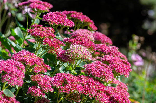 Emperor's Wave Sedum Seeds