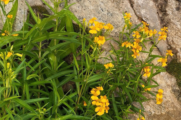 Mexican Marigold Seeds