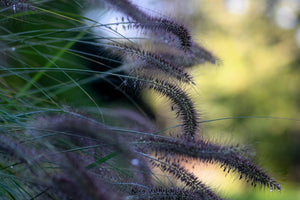 Dwarf Black Fountain Grass Seeds