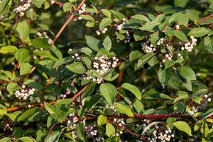 Red Twig Dogwood Seeds