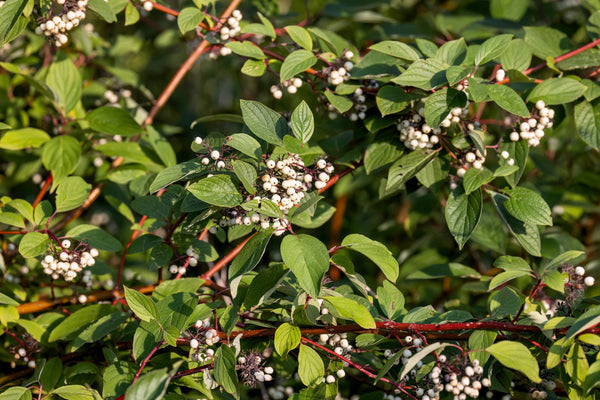 Red Twig Dogwood Seeds