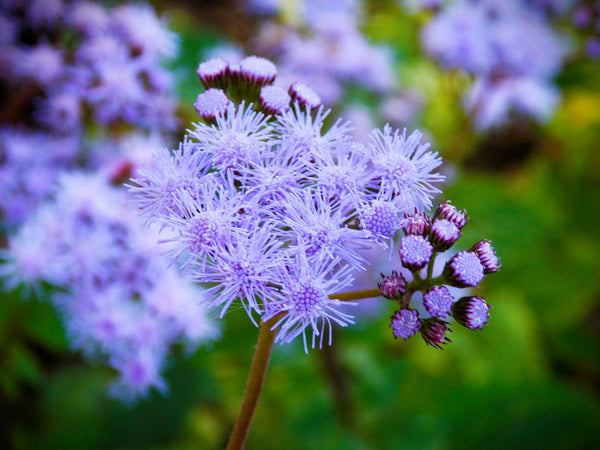 Mistflower Seeds