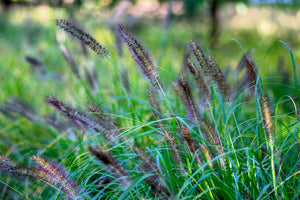 Dwarf Black Fountain Grass Seeds