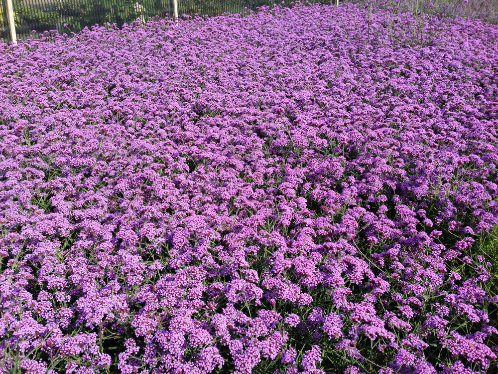 Buenos Aires Verbena Seeds