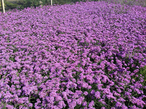 Buenos Aires Verbena Seeds