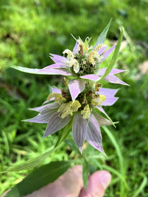 Spotted Bee Balm Seeds
