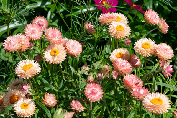 Organic Apricot & Peach Strawflower Seeds