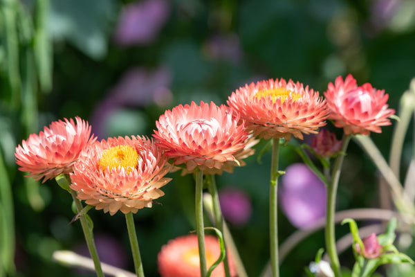 Organic Apricot & Peach Strawflower Seeds