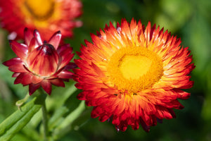 Red Fireball Strawflower Seeds