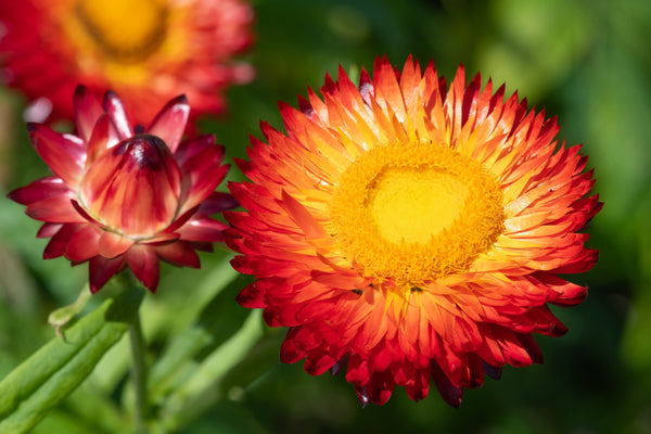 Red Fireball Strawflower Seeds