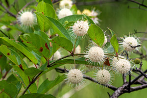 Buttonbush Shrub Seeds