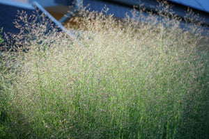 Switch Grass Seeds