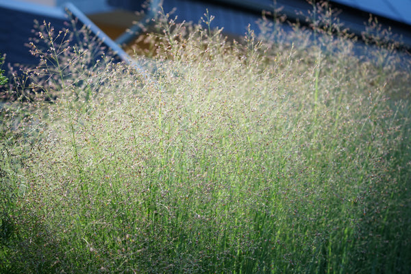 Switch Grass Seeds