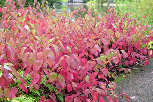Red Twig Dogwood Seeds