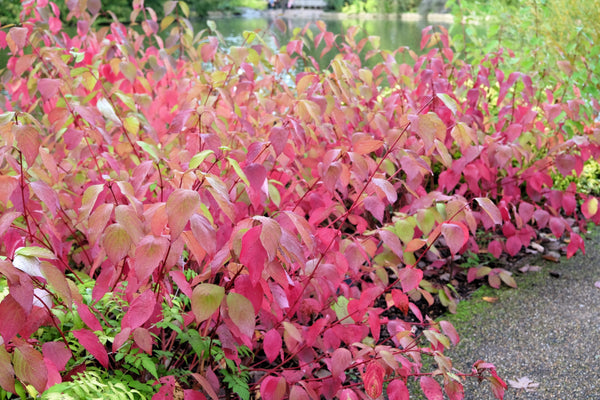 Red Twig Dogwood Seeds