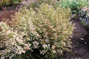White Heath Aster Seeds