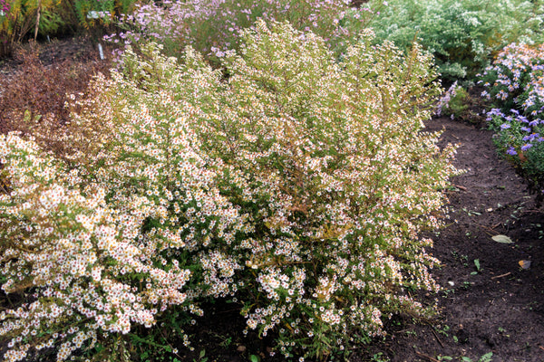 White Heath Aster Seeds