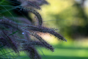 Dwarf Black Fountain Grass Seeds