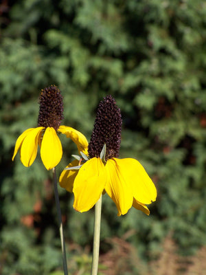 Clasping Coneflower Seeds