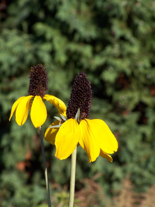 Clasping Coneflower Seeds